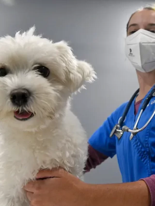 What do you think about the mystery dog illness atypical kennel cough